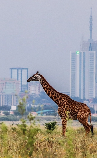 chiwo global mission