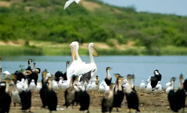 chiwo gobal bird watching