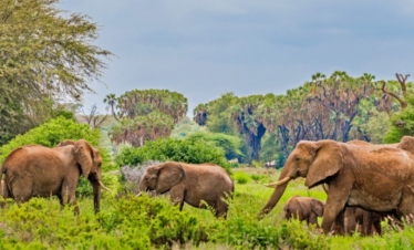 Safari Collection: The Ultimate Luxurious Safari Experience